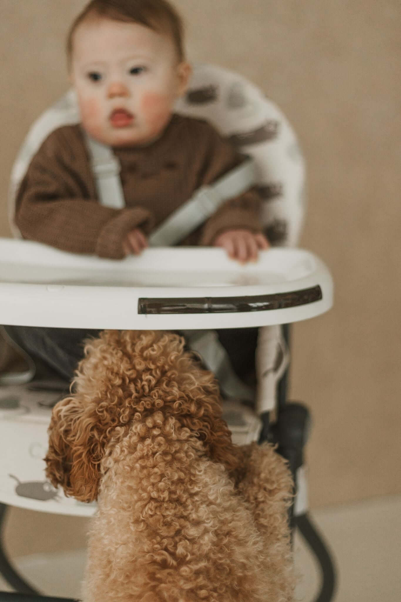 Cuddobaby Purrfect High Chair - Cuddo BabyCuddobaby Purrfect High Chair